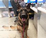 Small #4 German Shepherd Dog