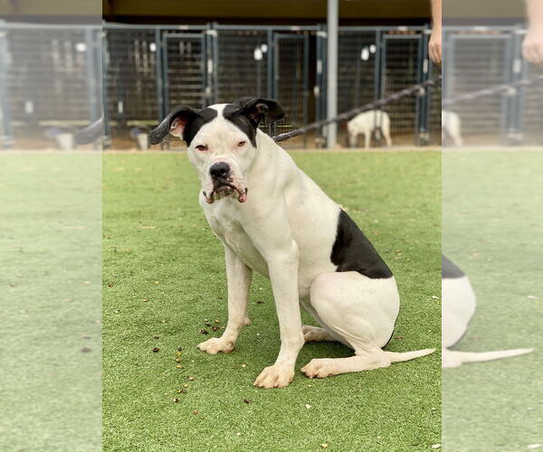 Medium Photo #5 Boxer Puppy For Sale in Austin, TX, USA