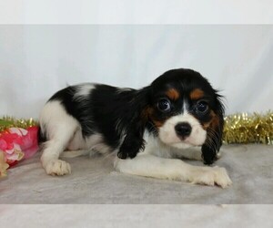 Cavalier King Charles Spaniel Puppy for sale in FREDERICKSBG, OH, USA