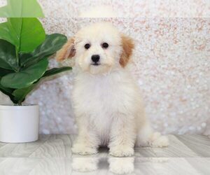 Poodle (Miniature) Puppy for sale in MARIETTA, GA, USA