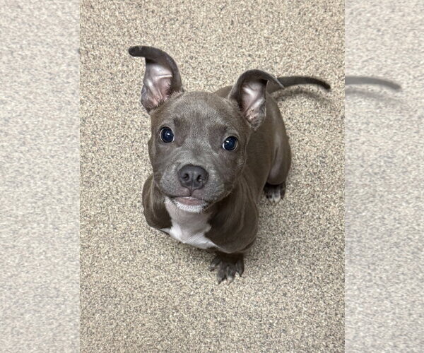 Medium Photo #1 Bulldog-Unknown Mix Puppy For Sale in Sanford, FL, USA