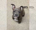 Small Bulldog Mix