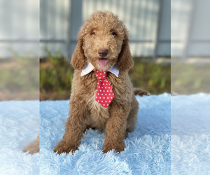 Goldendoodle Puppy for sale in FROSTPROOF, FL, USA