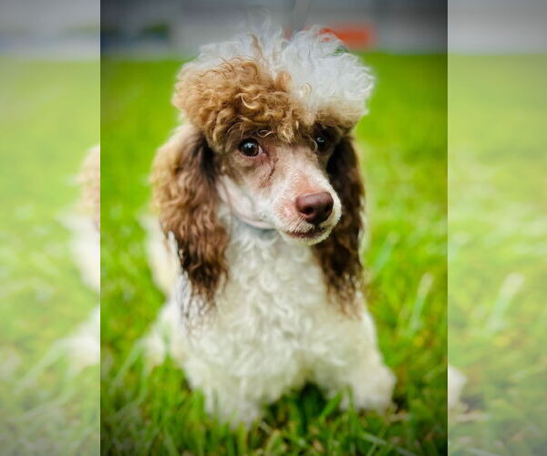 Medium Photo #3 Poodle (Toy) Puppy For Sale in Pacolet, SC, USA