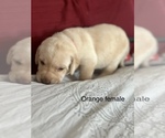 Small Photo #5 Labrador Retriever Puppy For Sale in INVERNESS, FL, USA