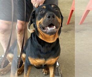 Rottweiler Dogs for adoption in Mooresville, NC, USA
