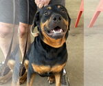 Small Rottweiler