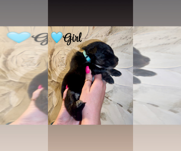 Medium Photo #4 Native American Indian Dog-Schnauzer (Giant) Mix Puppy For Sale in AMARILLO, TX, USA
