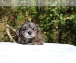 Small #22 ShihPoo