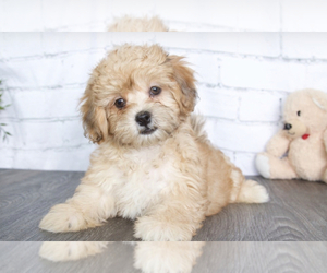ShihPoo Puppy for sale in RED LION, PA, USA