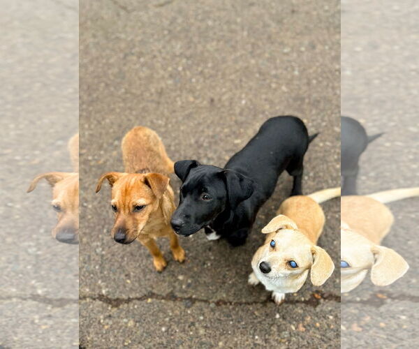 Medium Photo #8 Mutt Puppy For Sale in Arlington, WA, USA