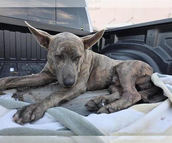 Medium Photo #1 American Staffordshire Terrier Puppy For Sale in San Antonio, TX, USA