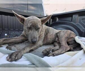 American Staffordshire Terrier Dogs for adoption in San Antonio, TX, USA