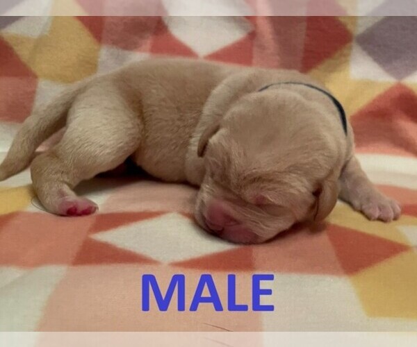 Medium Photo #4 Labrador Retriever Puppy For Sale in OLEAN, NY, USA