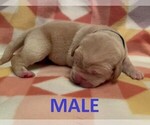 Small #3 Labrador Retriever