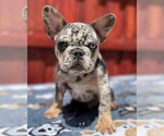 Image preview for Ad Listing. Nickname: Henri