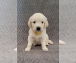 Small Photo #25 English Cream Golden Retriever Puppy For Sale in DELTONA, FL, USA
