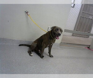 American Pit Bull Terrier-Unknown Mix Dogs for adoption in Pasadena, TX, USA