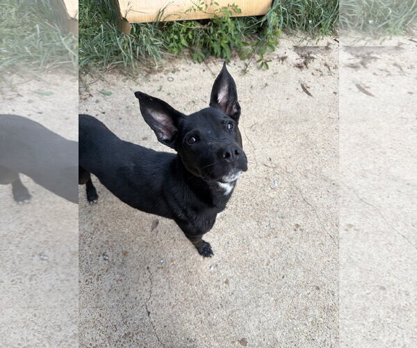 Medium Photo #2 Mutt Puppy For Sale in Jackson, MS, USA