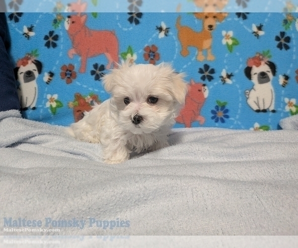 Medium Photo #2 Maltese Puppy For Sale in OCALA, FL, USA