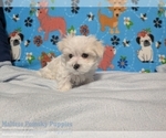 Small #1 Maltese