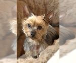Small #11 Mutt