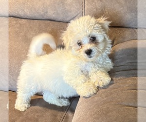 Zuchon Puppy for sale in RICHLANDS, NC, USA