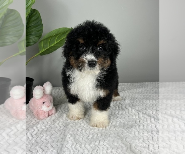 Medium Photo #2 Bernedoodle (Miniature) Puppy For Sale in FRANKLIN, IN, USA