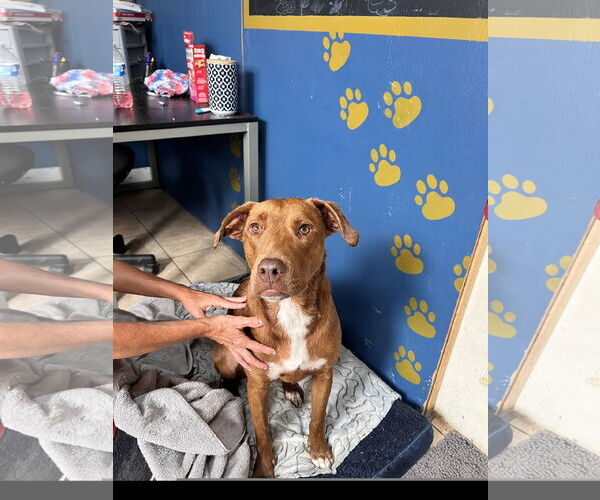 Medium Photo #6 Boxador Puppy For Sale in Tracy City, TN, USA