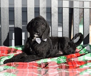 Labradoodle Puppy for sale in COSHOCTON, OH, USA