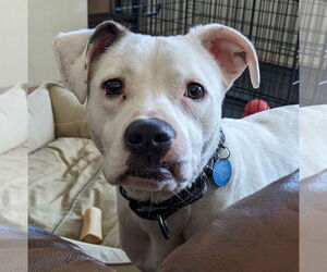 Mountain Cur-Unknown Mix Dogs for adoption in Brooklyn Center, MN, USA