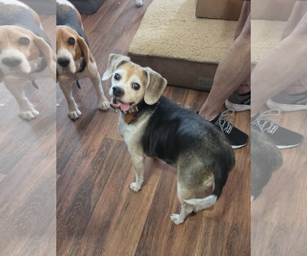 Medium Photo #2 Beagle-Unknown Mix Puppy For Sale in Las Vegas, NV, USA