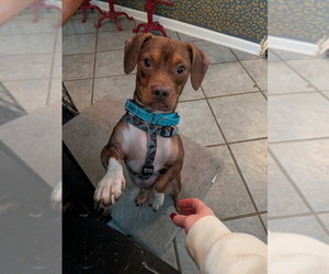 Harvey * Adopt or Foster* - Male Dachshund-Unknown Mix Dog for Adoption - Photo #3
