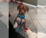 Small Photo #3 Dachshund-Unknown Mix Puppy For Sale in Fairfax, VA, USA