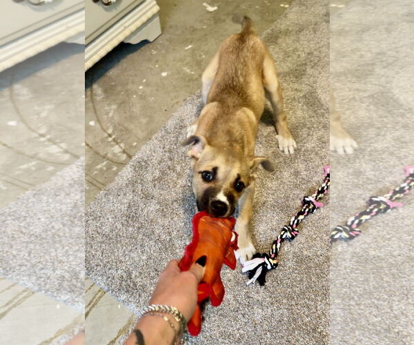 Medium Photo #8 Boxer-German Shepherd Dog Mix Puppy For Sale in North Olmsted, OH, USA