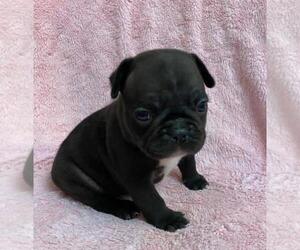 French Bulldog Puppy for sale in JOHNS ISLAND, SC, USA
