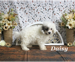 Small #22 Poodle (Toy)