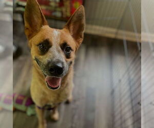 Mutt Dogs for adoption in Garden City, NY, USA
