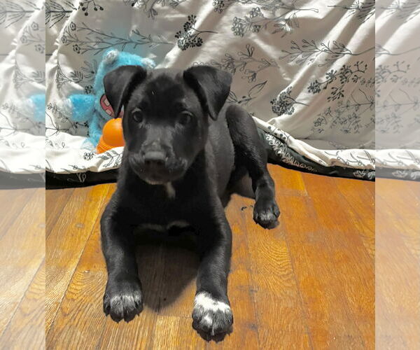 Medium Photo #1 Mutt Puppy For Sale in Binghamton, NY, USA
