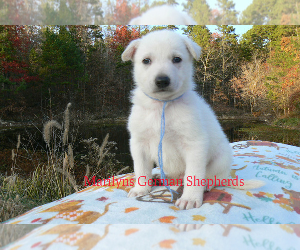 Medium Photo #5 German Shepherd Dog Puppy For Sale in PIEDMONT, MO, USA