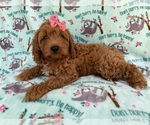 Small #4 Cavapoo (Miniature)