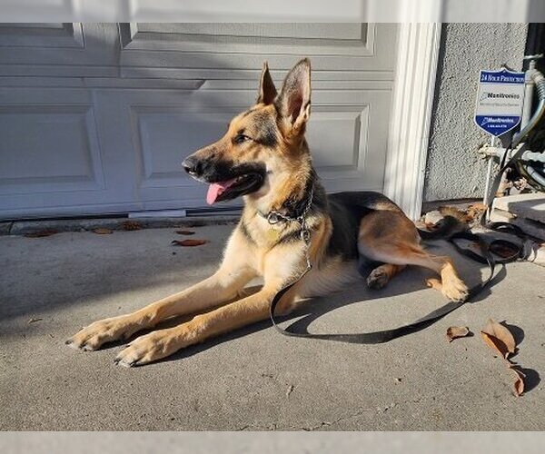 Medium Photo #6 German Shepherd Dog Puppy For Sale in Cupertino, CA, USA