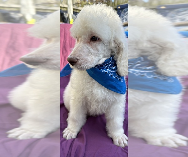Medium Photo #3 Poodle (Standard) Puppy For Sale in GREENSBORO, NC, USA