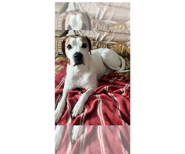 Medium Photo #7 Coonhound-Unknown Mix Puppy For Sale in Springdale, PA, USA