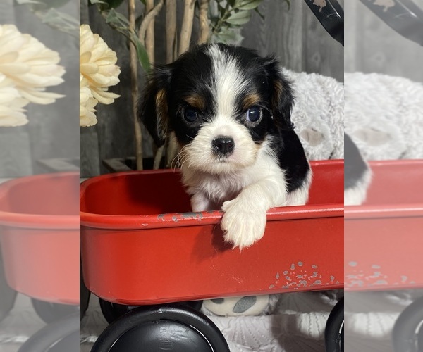 Medium Photo #6 Cavalier King Charles Spaniel Puppy For Sale in CANOGA, NY, USA