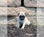 Puppy 1 Pug
