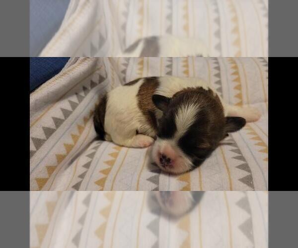 Medium Photo #1 Maltipoo Puppy For Sale in BROOKFIELD, MO, USA