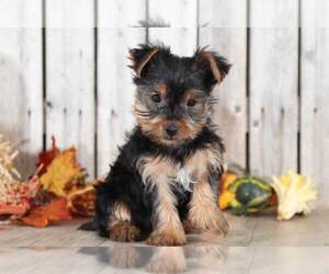 Yorkshire Terrier Puppy for sale in MOUNT VERNON, OH, USA