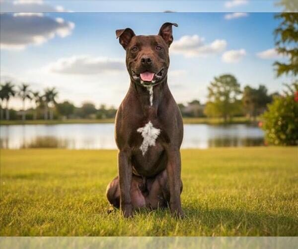 Medium Photo #2 Labrador Retriever-Unknown Mix Puppy For Sale in Tavares, FL, USA