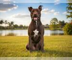 Small #1 Labrador Retriever Mix